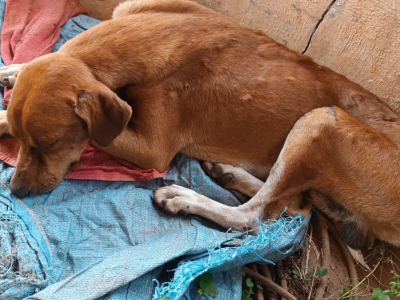 Dourados fecha o cerco contra tutores que cometem 'abandono disfarçado' de animais