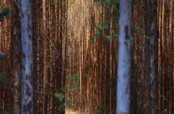 Vale da Celulose: base florestal em Mato Grosso do Sul deve crescer 40% até 2028