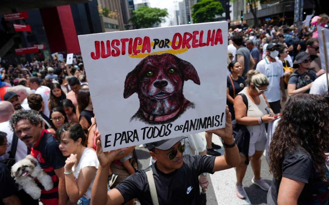 Brasil se mobiliza em protesto contra a morte de um cachorro de rua e exige justiça.