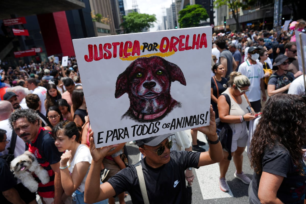 Brasil se mobiliza em protesto contra a morte de um cachorro de rua e exige justia